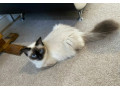 ragdoll-car-small-2