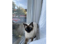 ragdoll-car-small-1