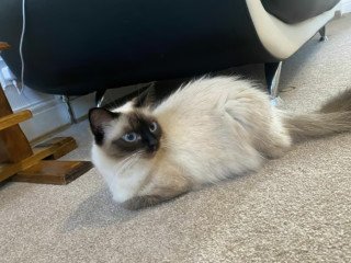 ragdoll-car