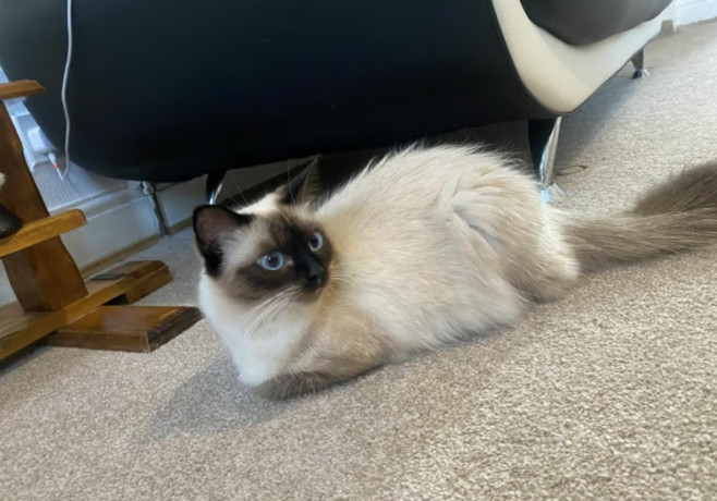 ragdoll-car-big-0