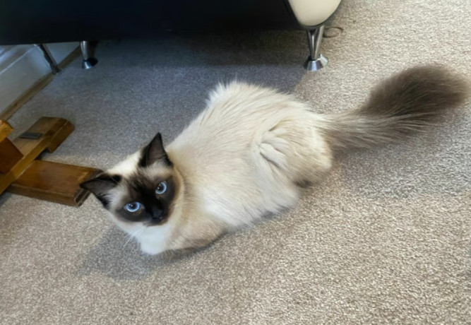 ragdoll-car-big-2