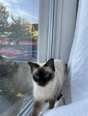 ragdoll-car-big-1