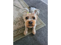 lovely-yorkshire-terrier-25-years-old-small-1