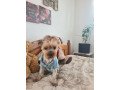 lovely-yorkshire-terrier-25-years-old-small-0