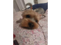 lovely-yorkshire-terrier-25-years-old-small-2