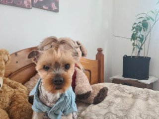 lovely-yorkshire-terrier-25-years-old