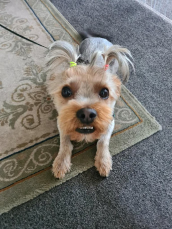 lovely-yorkshire-terrier-25-years-old-big-1