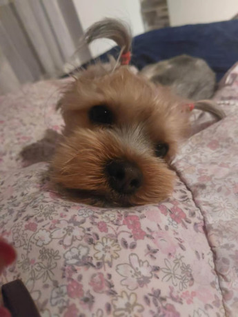 lovely-yorkshire-terrier-25-years-old-big-2