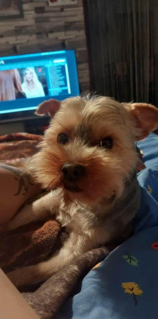 lovely-yorkshire-terrier-25-years-old-big-3