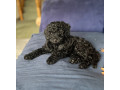 toy-poodles-all-female-only-two-black-left-small-0