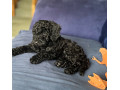 toy-poodles-all-female-only-two-black-left-small-1