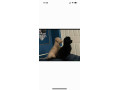 toy-poodles-all-female-only-two-black-left-small-2