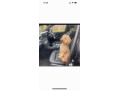 toy-poodles-all-female-only-two-black-left-small-3