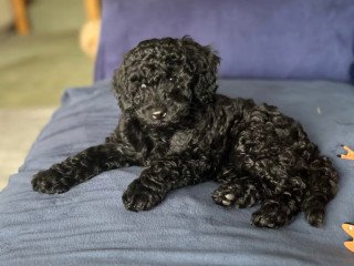 toy-poodles-all-female-only-two-black-left