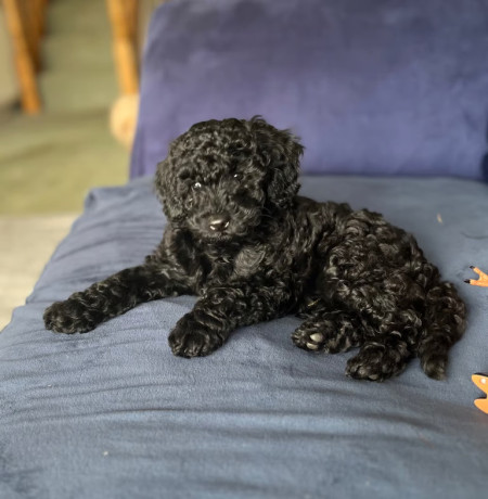 toy-poodles-all-female-only-two-black-left-big-0