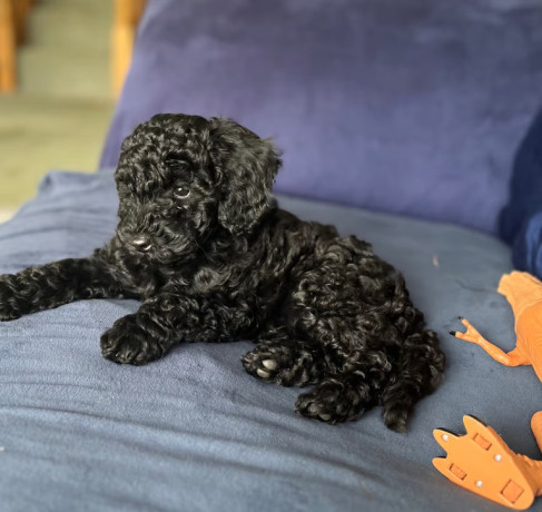 toy-poodles-all-female-only-two-black-left-big-1