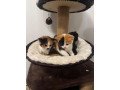 british-shorthair-cats-kittens-small-3