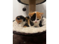 british-shorthair-cats-kittens-small-1