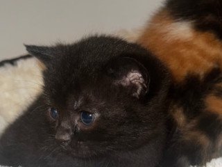 british-shorthair-cats-kittens