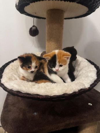 british-shorthair-cats-kittens-big-2