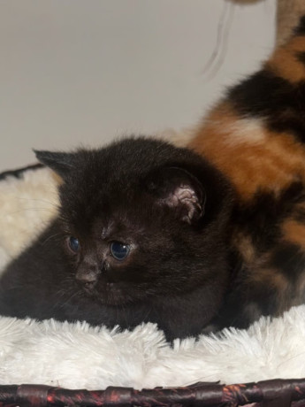 british-shorthair-cats-kittens-big-0