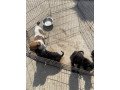 jackapoos-ready-now-small-2