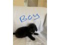 jackapoos-ready-now-small-1