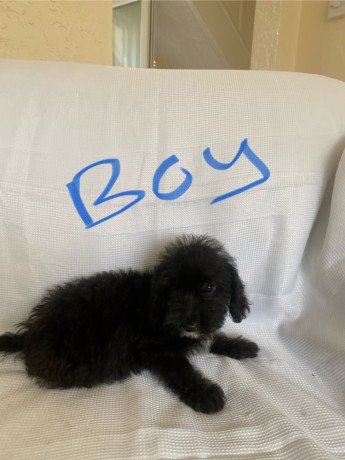jackapoos-ready-now-big-1