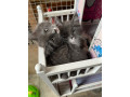 beautiful-main-coon-boys-for-sale-small-0