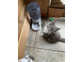 beautiful-main-coon-boys-for-sale-small-1