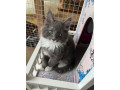 beautiful-main-coon-boys-for-sale-small-2