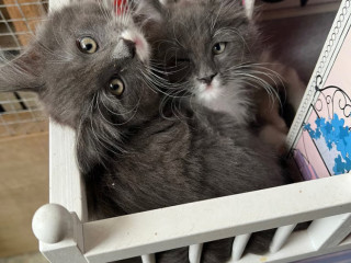 beautiful-main-coon-boys-for-sale