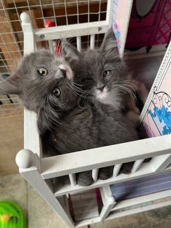 beautiful-main-coon-boys-for-sale-big-0