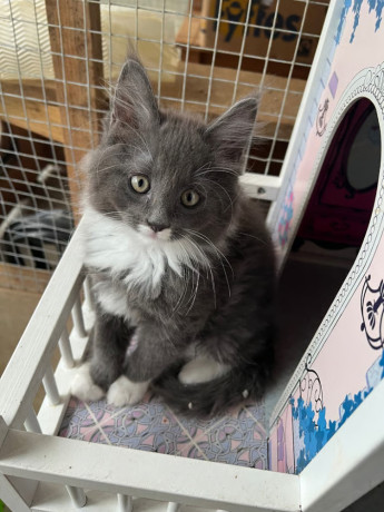 beautiful-main-coon-boys-for-sale-big-2
