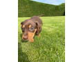 miniature-dachshund-small-4