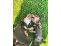 miniature-dachshund-small-3