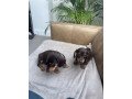 miniature-dachshund-small-2