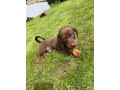 miniature-dachshund-small-0