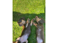 miniature-dachshund-small-1