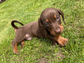 miniature-dachshund