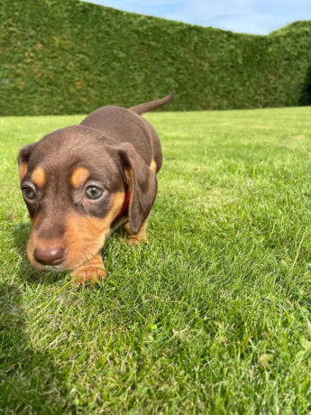 miniature-dachshund-big-4
