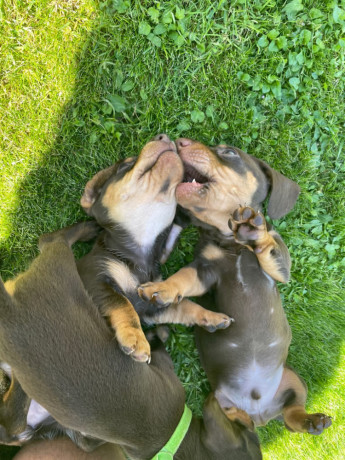 miniature-dachshund-big-3