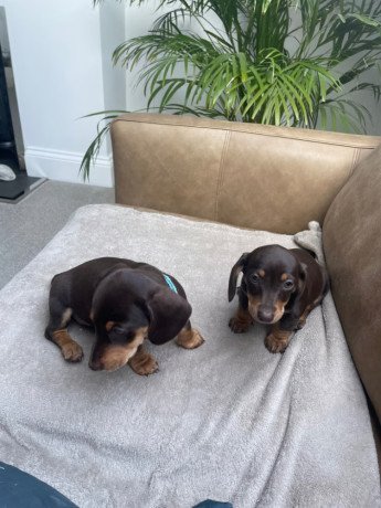miniature-dachshund-big-2