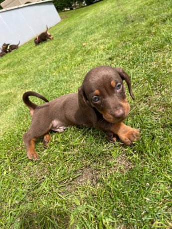 miniature-dachshund-big-0
