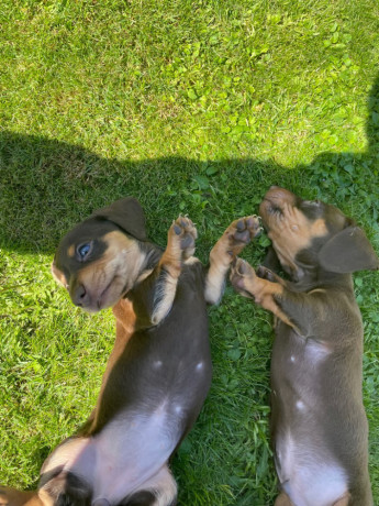 miniature-dachshund-big-1