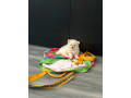 ready-now-8wk-old-tiny-pomeranian-puppies-small-3