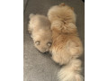 ready-now-8wk-old-tiny-pomeranian-puppies-small-2