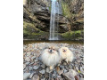 ready-now-8wk-old-tiny-pomeranian-puppies-small-0