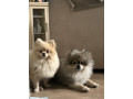 ready-now-8wk-old-tiny-pomeranian-puppies-small-1