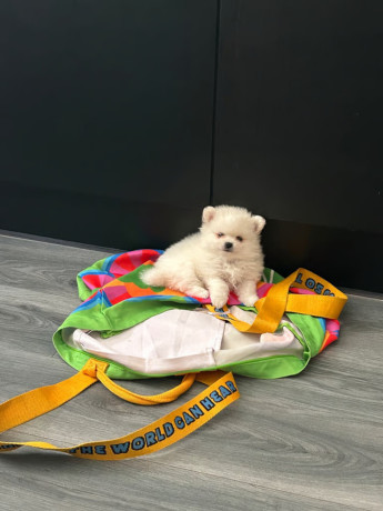 ready-now-8wk-old-tiny-pomeranian-puppies-big-3